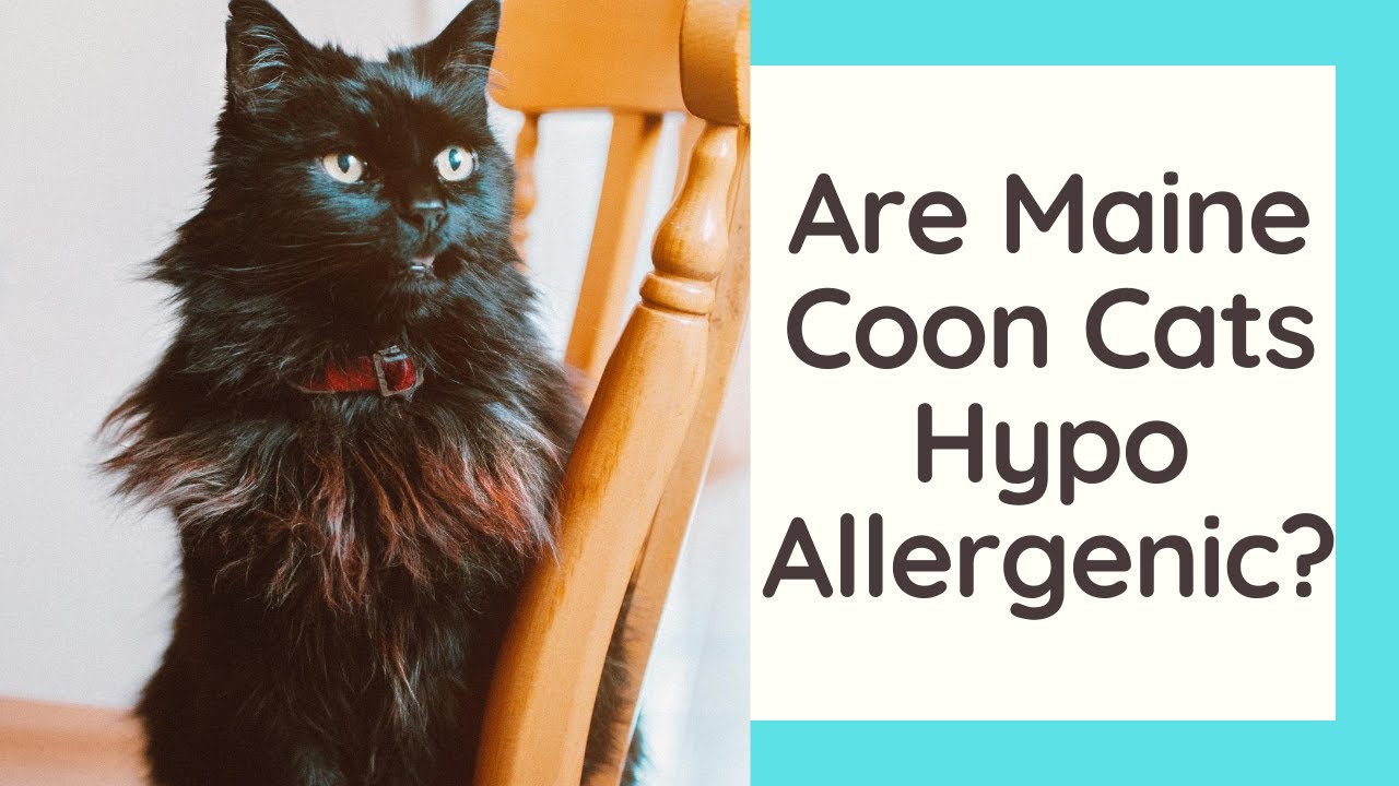 Are Maine Coon Cats Hypoallergenic?