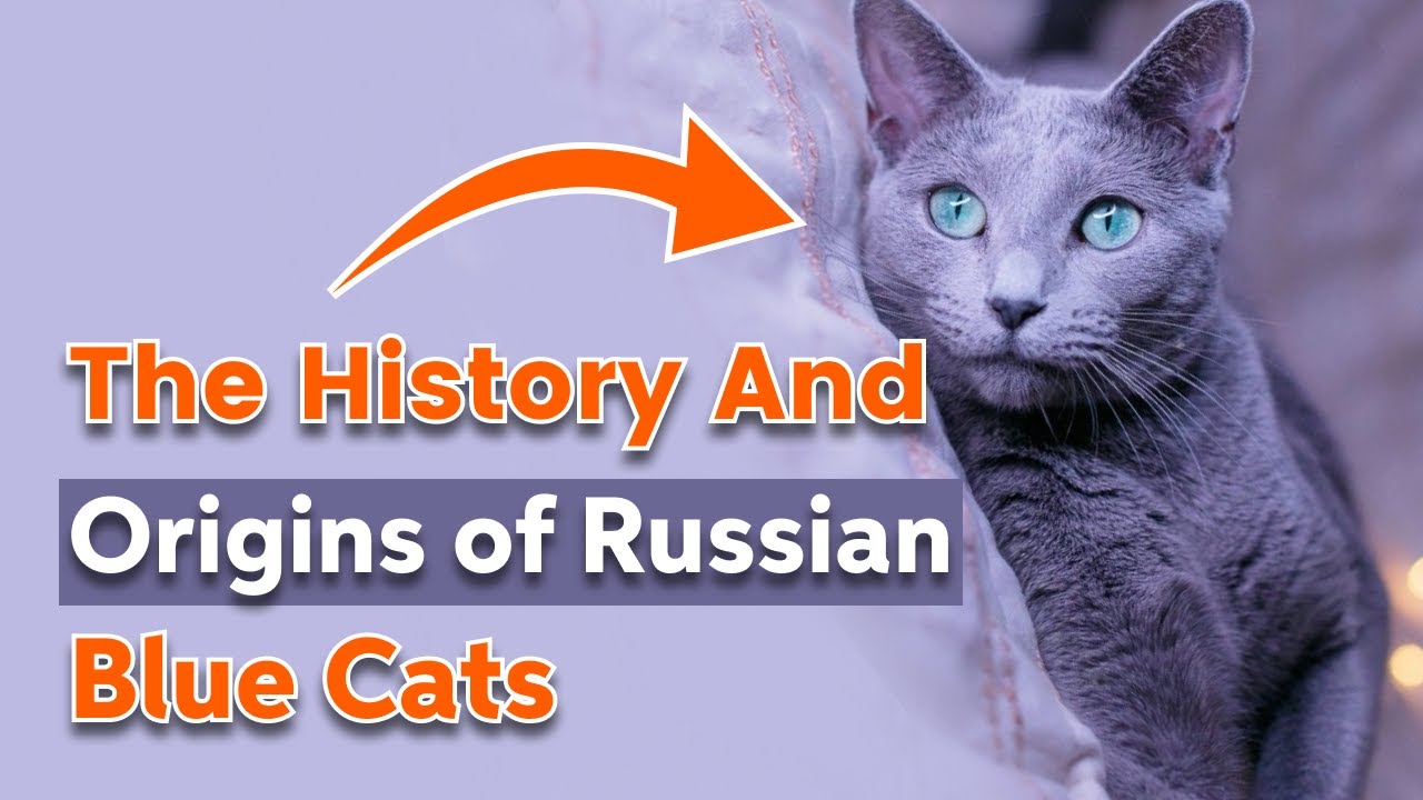 Unraveling the Enigmatic History of Russian Blue Cats