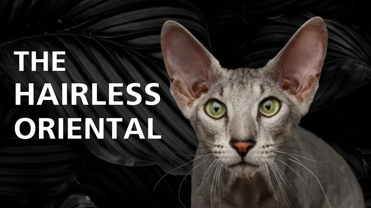 Peterbald Cat 101 - Learn ALL About Them!
