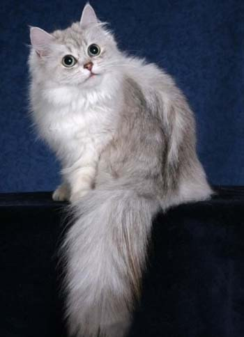 Tiffany Cat