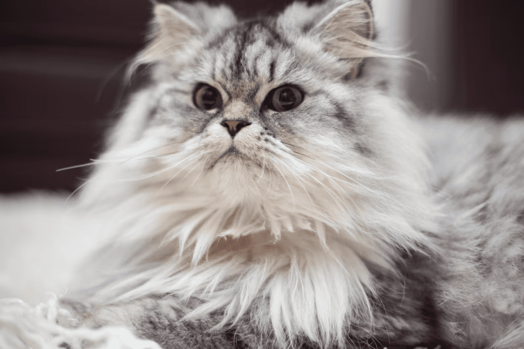 How Long Do Maine Coons Live