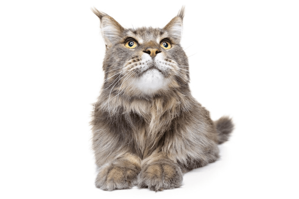 Maine Coon Size