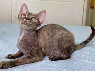 American Longhair
