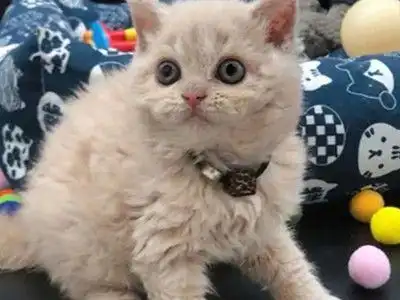 Selkirk Rex