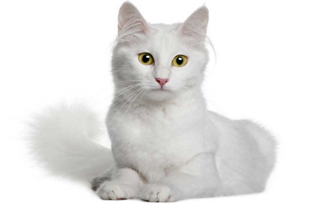 White Turkish Angora cat