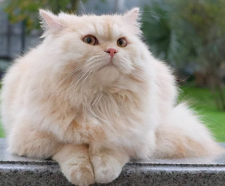 British Longhair Cat