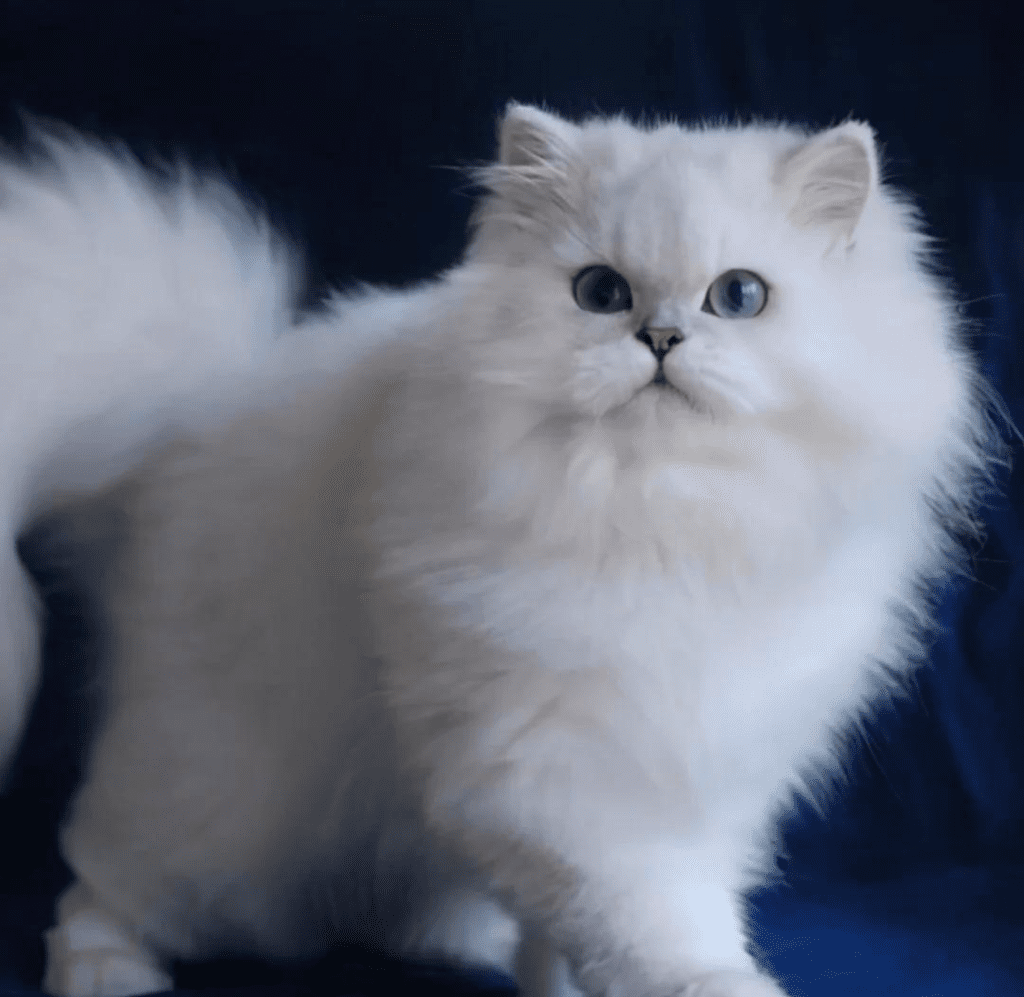 Chinchilla Cat with emerald eyes