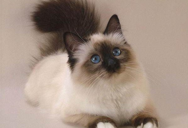 Himalayan Cat