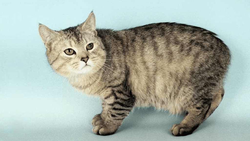 Manx cat sitting gracefully showing its tailless feature