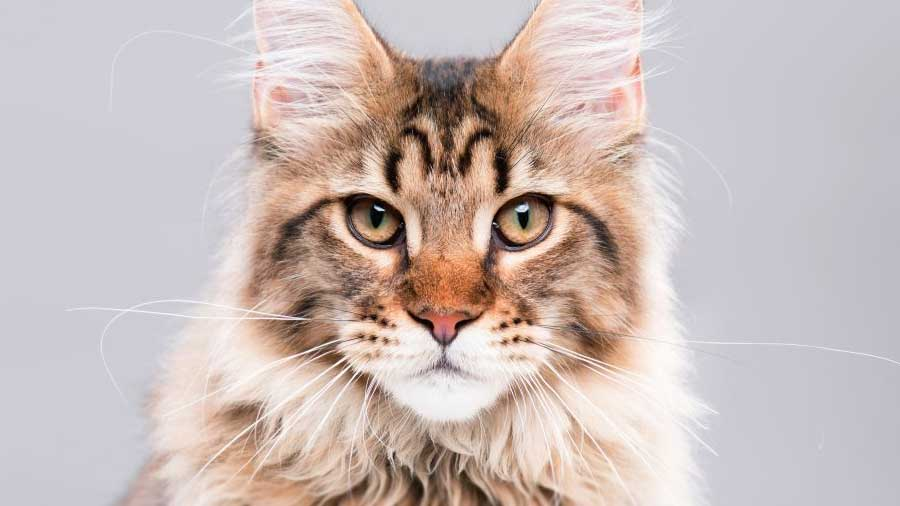 Maine Coon