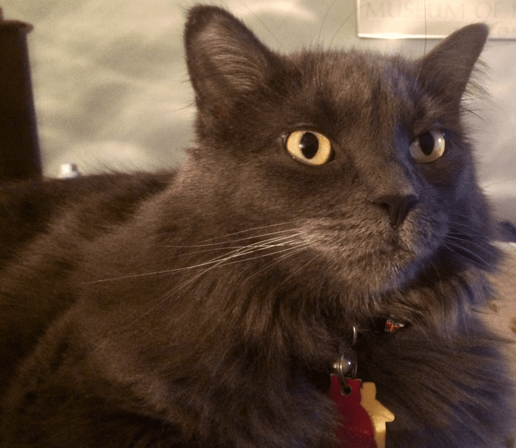 Nebelung Cat