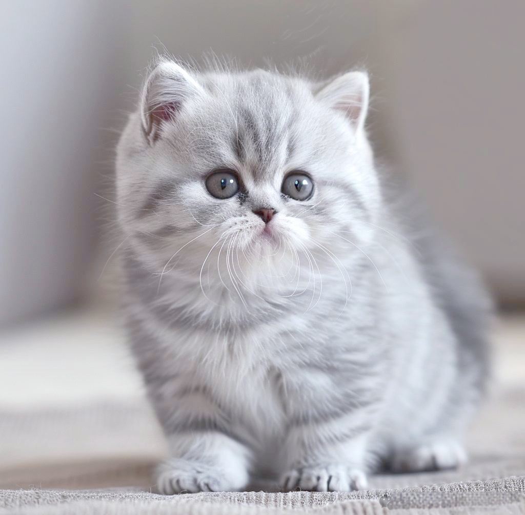 Munchkin Cat