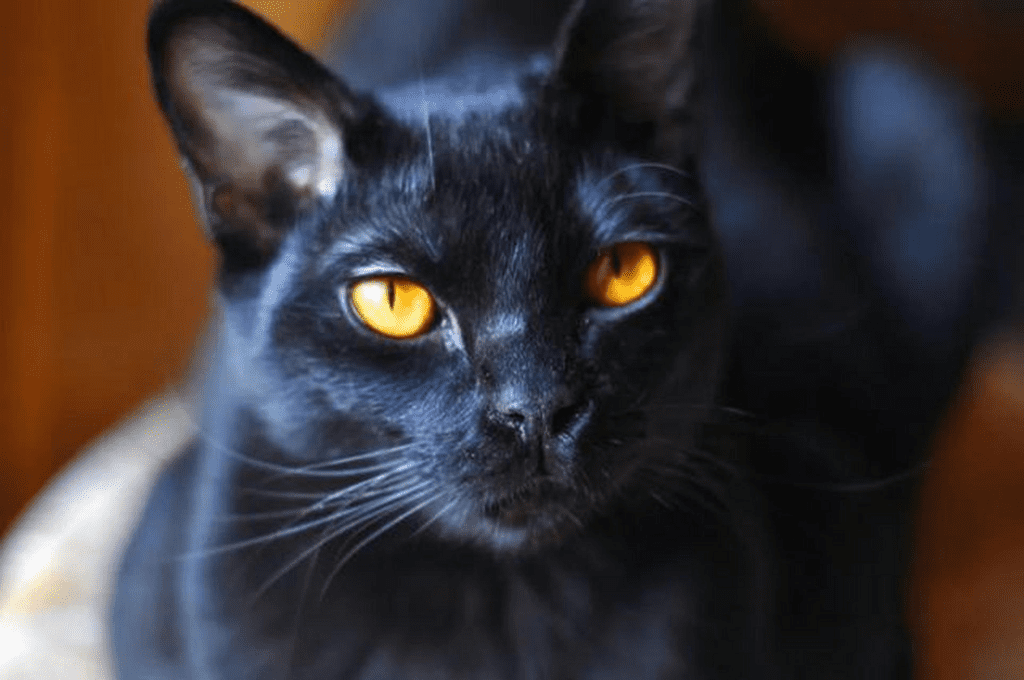 Bombay Cat