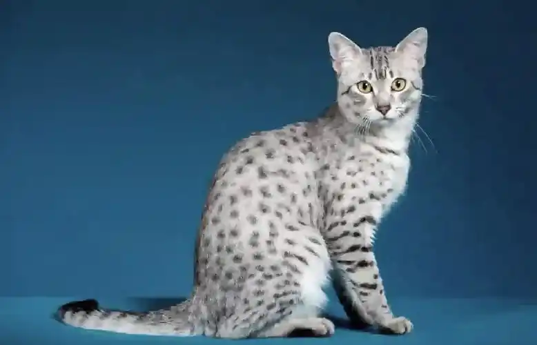 Egyptian Mau