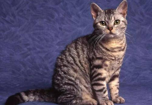 American Wirehair