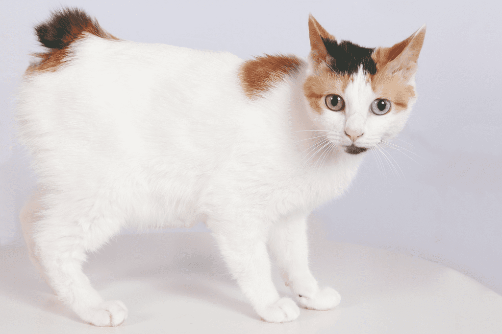 Japanese Bobtail Cats