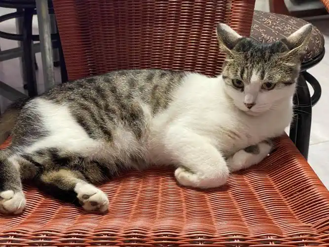 Chinese Li Hua Cat