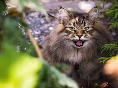 Siberian Cat