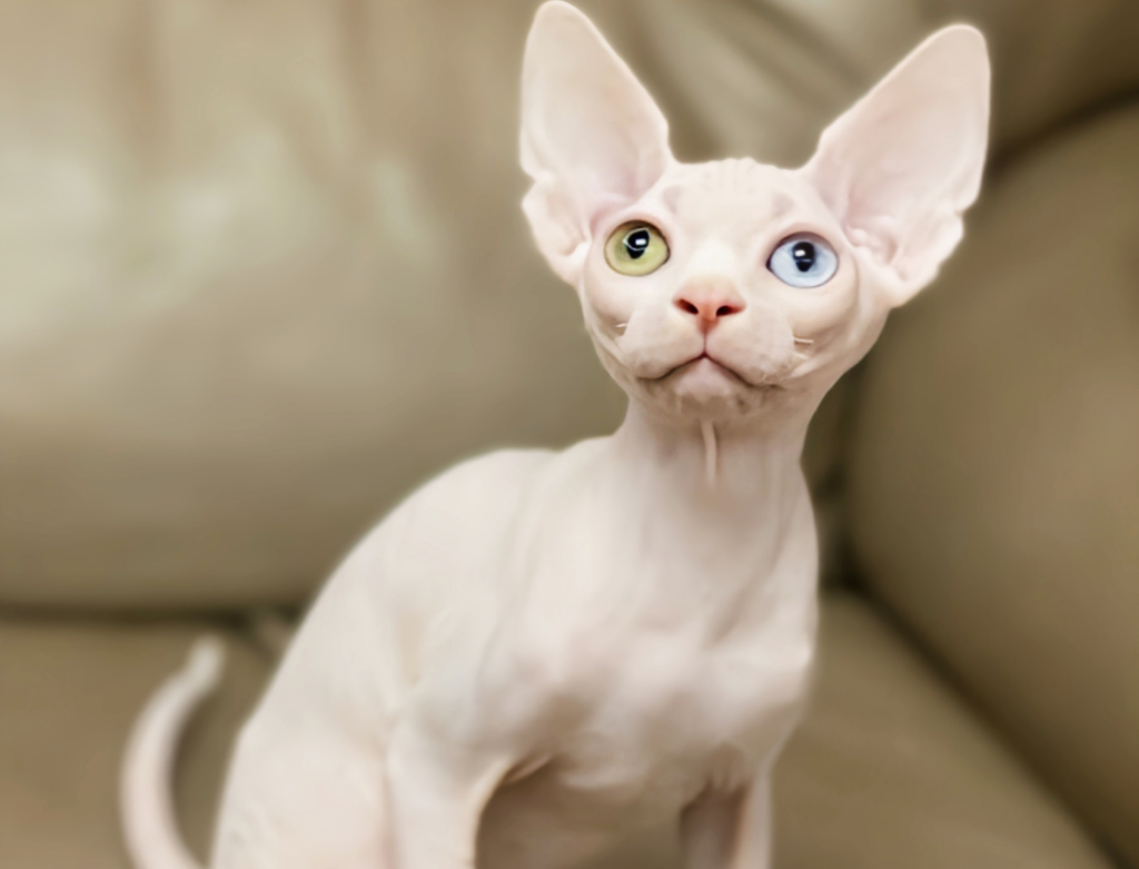 Sphynx Cat