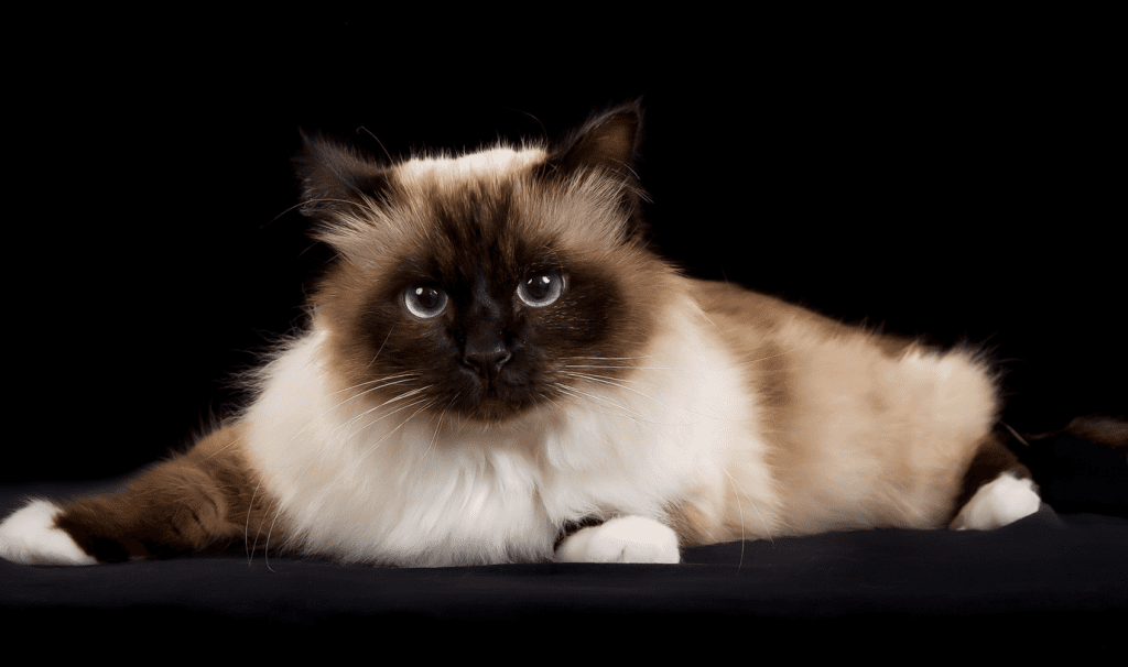 Birman cat