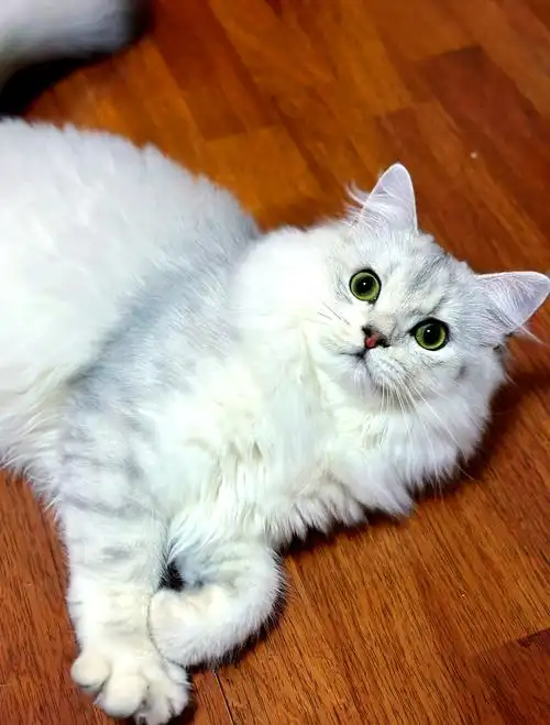 Silver Shaded British Shorthair
