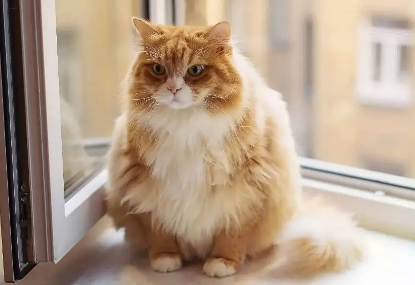 Ginger Cat
