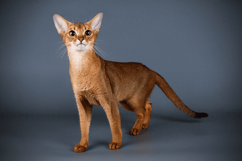 Abyssinian Cat