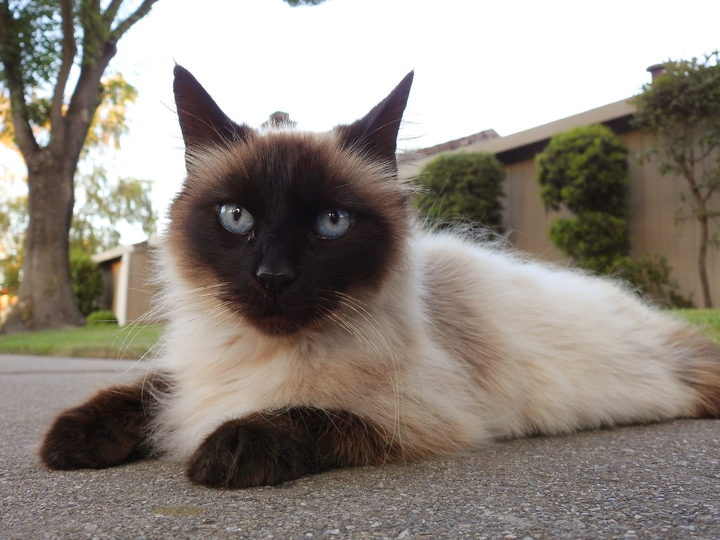 siamese cat