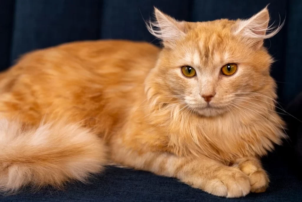 How Big Do Maine Coon Cats Get
