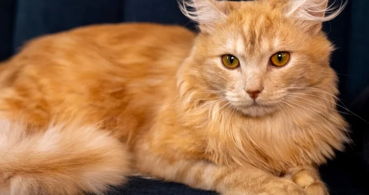 How Big Do Maine Coon Cats Get
