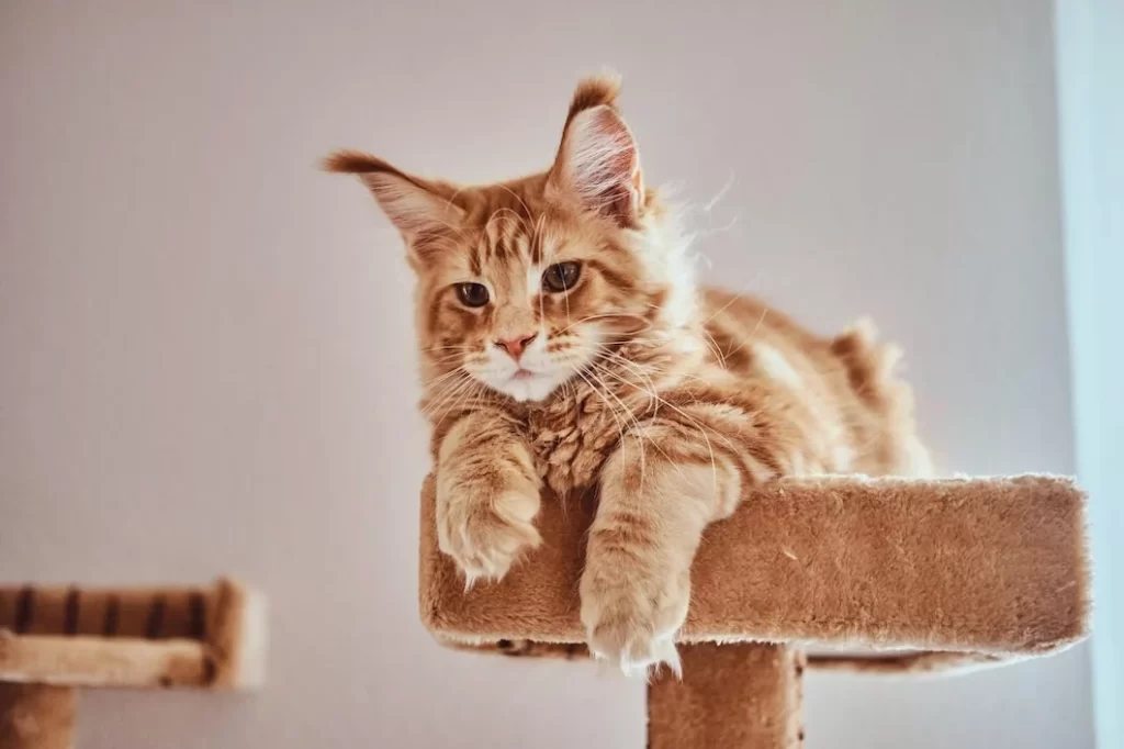 Are Maine Coon Cats Hypoallergenic? Truth + 5 Tips for Allergy Sufferers