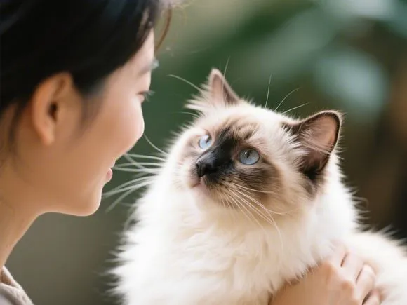 A Ragdoll cat looking affectionately at its owner