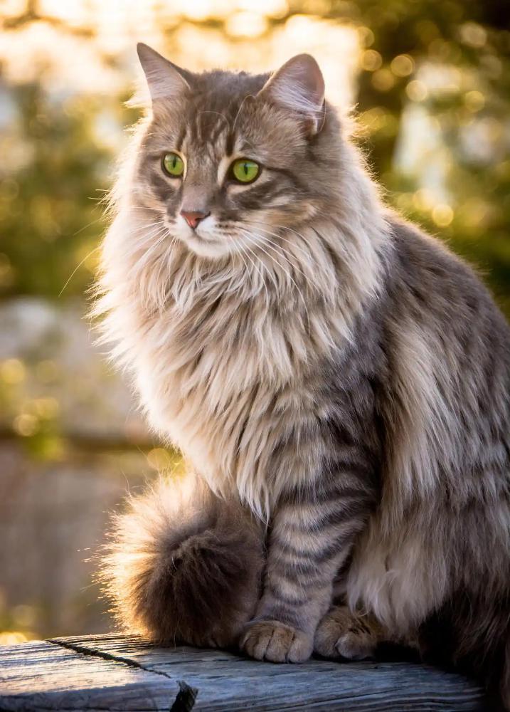 Norwegian Forest Cat in art