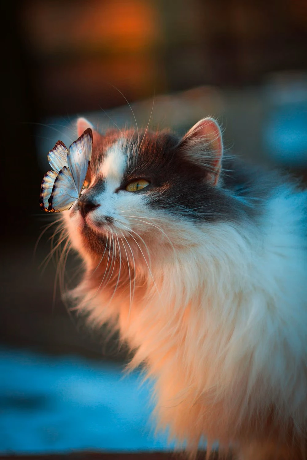 Norwegian Forest Cat paws