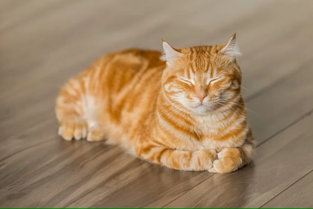 Norwegian Forest Cat winter coat