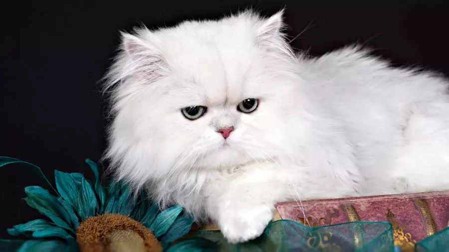 Persian Cat